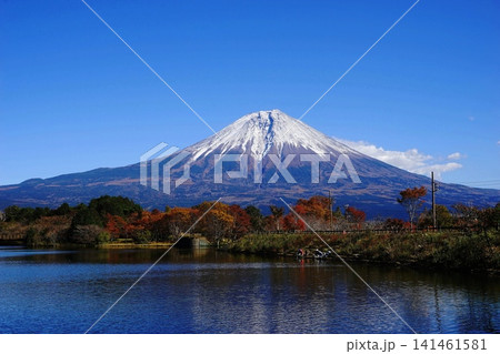 青空に映える富士山と田貫湖の紅葉 11月富士宮102富士山と田貫湖の紅葉 青空に映える富士山と田貫湖の紅葉 11月富士宮102富士山と田貫湖の紅葉 141461581