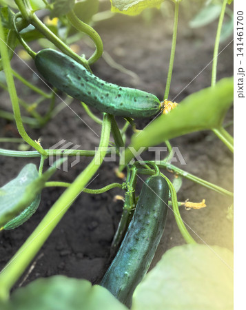 First harvest of one green cucumber grown in spring in a polycarbonate greenhouse vertical photo First harvest of one green cucumber grown in spring in a polycarbonate greenhouse vertical photo 141461700