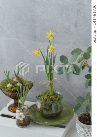 ガラス容器に生けられた黄色の水仙と芽吹く球根植物のボタニカルインテリア ガラス容器に生けられた黄色の水仙と芽吹く球根植物のボタニカルインテリア 141461736