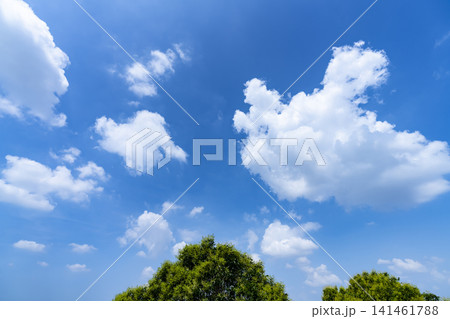 夏の青空と雲と樹木 141461788