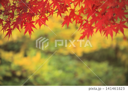 カエデの紅葉 カエデの紅葉 141461823