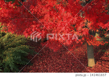 カエデの紅葉 141461837