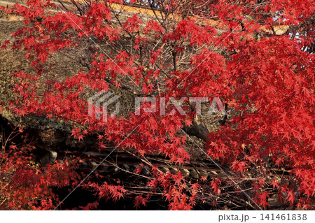 カエデの紅葉 カエデの紅葉 141461838