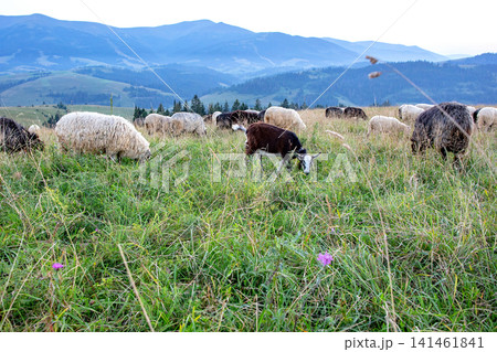 Sheep and goats graze in a green field with mountains in the background during early morning hours Sheep and goats graze in a green field with mountains in the background during early morning hours 141461841