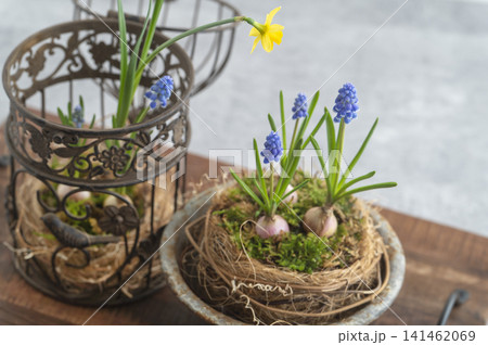 芽吹く球根植物と鳥かごオブジェをあしらったボタニカルディスプレイ 芽吹く球根植物と鳥かごオブジェをあしらったボタニカルディスプレイ 141462069