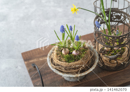 芽吹く球根植物と鳥かごオブジェをあしらったボタニカルディスプレイ 芽吹く球根植物と鳥かごオブジェをあしらったボタニカルディスプレイ 141462070