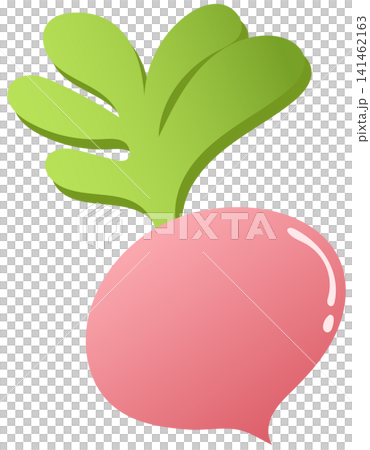 fresh pink radish illustration fresh pink radish illustration 141462163
