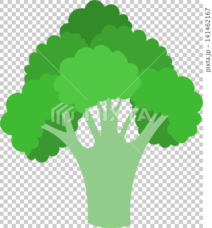 fresh green broccoli fresh green broccoli 141462167