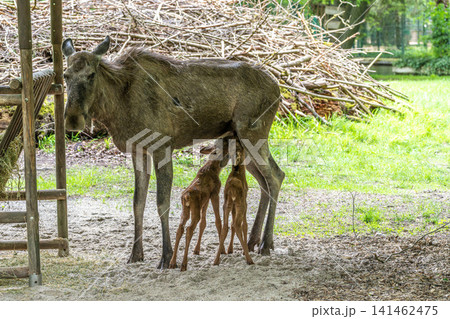 Family of moose or elk, Alces alces is the largest extant species in the deer family. Family of moose or elk, Alces alces is the largest extant species in the deer family. 141462475