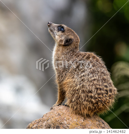 Meerkat, Suricata suricatta sitting on a stone and looking into the distance Meerkat, Suricata suricatta sitting on a stone and looking into the distance 141462482