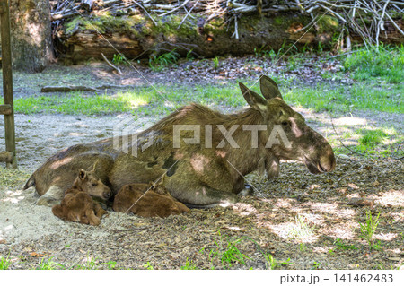 Family of moose or elk, Alces alces is the largest extant species in the deer family. Family of moose or elk, Alces alces is the largest extant species in the deer family. 141462483