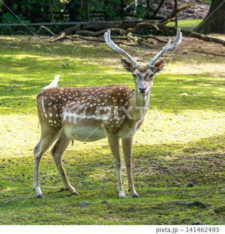 The fallow deer, Dama mesopotamica is a ruminant mammal 141462493