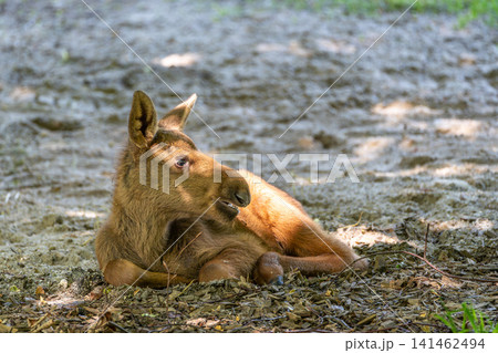 Baby of moose or elk, Alces alces is the largest extant species in the deer family. Baby of moose or elk, Alces alces is the largest extant species in the deer family. 141462494