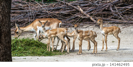 Indian Blackbuck family, Antelope cervicapra or Indian antelope. Indian Blackbuck family, Antelope cervicapra or Indian antelope. 141462495