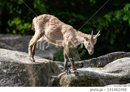 Alpine ibex, Capra ibex is a species of wild goat that lives in the mountains of the European Alps. 141462498