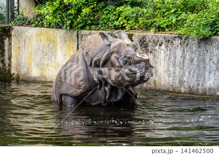 The Indian Rhinoceros, Rhinoceros unicornis aka Greater One-horned Rhinoceros The Indian Rhinoceros, Rhinoceros unicornis aka Greater One-horned Rhinoceros 141462500