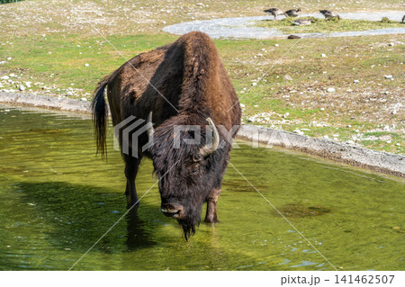 American buffalo known as bison, Bos bison in a german park 141462507