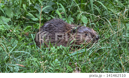 Young little Eurasian beaver, Castor fiber at a river in Munich, Bavaria in Germany Young little Eurasian beaver, Castor fiber at a river in Munich, Bavaria in Germany 141462510