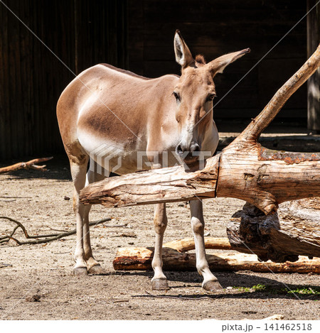 Persian onager, Equus hemionus onager. Captive-born animals that are extremely rare due to near extinction in the wild. Persian onager, Equus hemionus onager. Captive-born animals that are extremely rare due to near extinction in the wild. 141462518