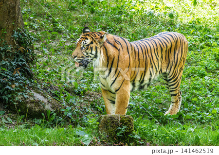 Sumatran tiger, Panthera tigris sumatrae, rare tiger subspecies that inhabits the Indonesian island of Sumatra. Indonesia Sumatran tiger, Panthera tigris sumatrae, rare tiger subspecies that inhabits the Indonesian island of Sumatra. Indonesia 141462519