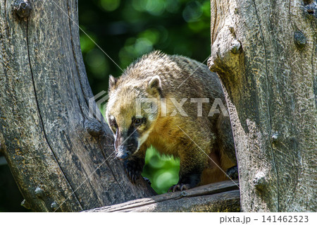 South American coati, Nasua nasua is a coati species from tropical and subtropical South America. 141462523