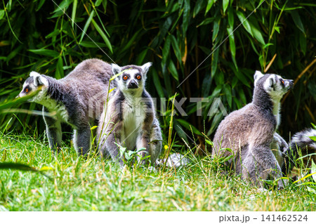 The ring-tailed lemur,Lemur catta with white ringed tail is the most known lemur 141462524