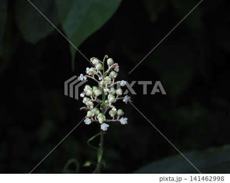 道端のヤブミョウガ(日陰に咲いた白い藪茗荷の花) 道端のヤブミョウガ(日陰に咲いた白い藪茗荷の花) 141462998