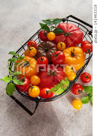 Fresh organic heirloom tomatoes in harvest basket from garden Fresh organic heirloom tomatoes in harvest basket from garden 141463319