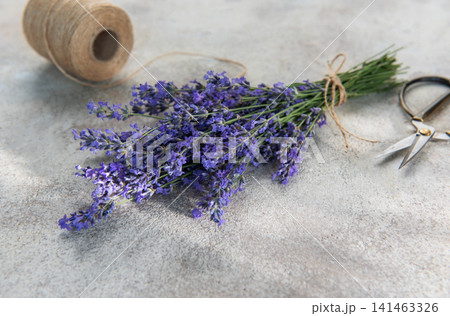 Fresh lavender bunch with scissors and twine preparing 141463326
