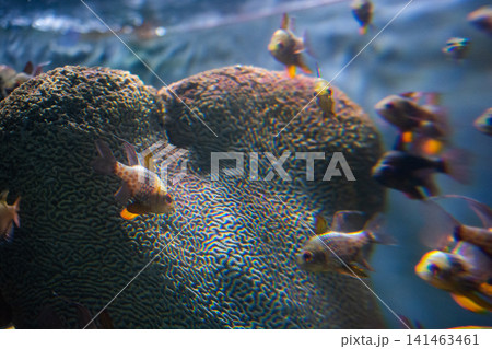 Close-up beautiful colorful fish swim in the aquarium. Close-up beautiful colorful fish swim in the aquarium. 141463461