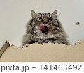 舌を出している猫 141463492