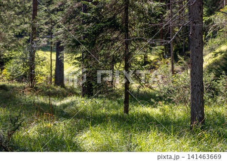 Sunlit conifer forest floor with grasses and tall pine trunks, near San Vigilio di Marebbe 141463669