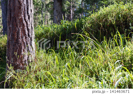 Pine trunk with sunlit forest plants grasses and scattered red berries Pine trunk with sunlit forest plants grasses and scattered red berries 141463671