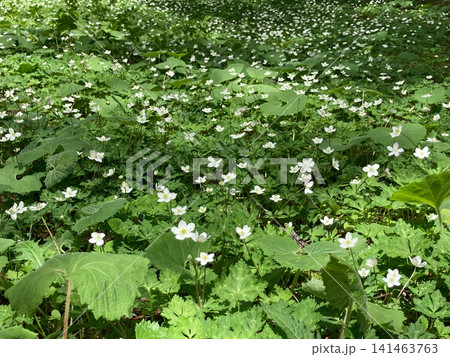 ニリンソウの花畑の俯瞰2 上高地 ニリンソウの花畑の俯瞰2 上高地 141463763