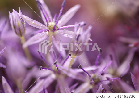 Close-up of delicate purple flowers with droplets of water on petals, showcasing intricate details and vibrant colors in a natural setting Close-up of delicate purple flowers with droplets of water on petals, showcasing intricate details and vibrant colors in a natural setting 141463830