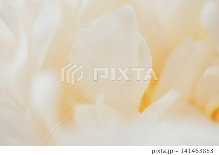 Close-up of delicate white flower petals with soft focus, showcasing intricate textures and subtle color variations in a natural setting 141463883