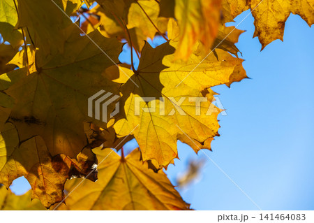 Golden maple leaves backlit by sunlight create warm autumn tones Golden maple leaves backlit by sunlight create warm autumn tones 141464083