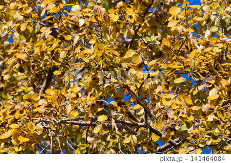 Bright golden aspen leaves densely fill branches against a clear blue sky 141464084