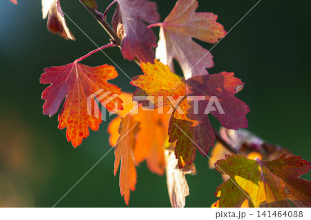 Backlit red and orange autumn leaves captured close-up Backlit red and orange autumn leaves captured close-up 141464088