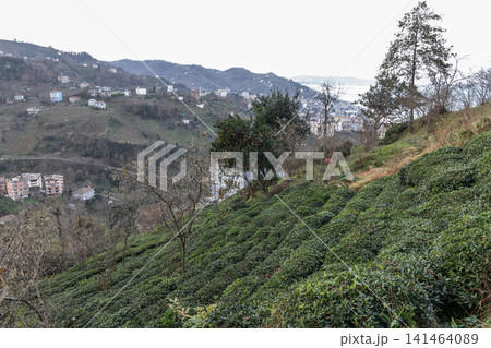 Lush hillside tea plantation with neatly trimmed rows of tea bushes Lush hillside tea plantation with neatly trimmed rows of tea bushes 141464089