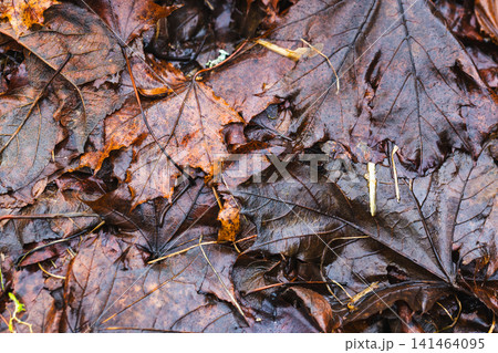A close-up of wet, fallen autumn leaves on the forest floor 141464095