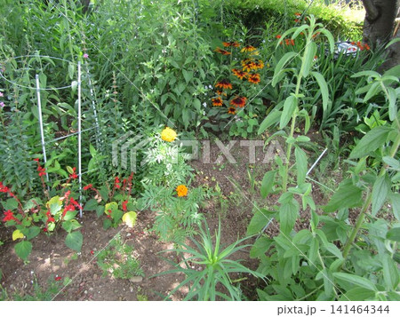 赤いサルビアとマリーゴールドの黄色とオレンジの花 赤いサルビアとマリーゴールドの黄色とオレンジの花 141464344