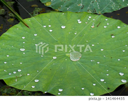 宮城県伊豆沼のハスの葉と丸い水滴 葉の微細な突起構造が水をはじく 宮城県伊豆沼のハスの葉と丸い水滴 葉の微細な突起構造が水をはじく 141464435