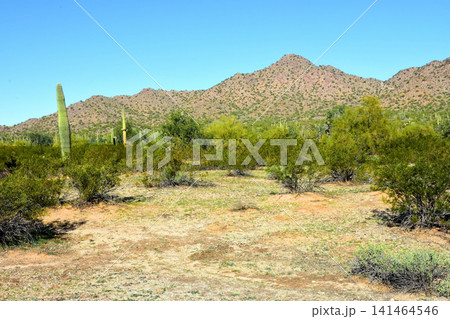 Old Saguaro Cactus Sonora desert Arizona Old Saguaro Cactus Sonora desert Arizona 141464546