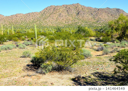 Old Saguaro Cactus Sonora desert Arizona Old Saguaro Cactus Sonora desert Arizona 141464549