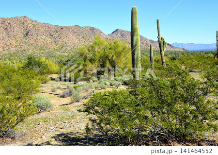 Old Saguaro Cactus Sonora desert Arizona 141464552