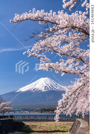 河口湖湖畔に咲く満開の桜と富士山の春風景 141464663