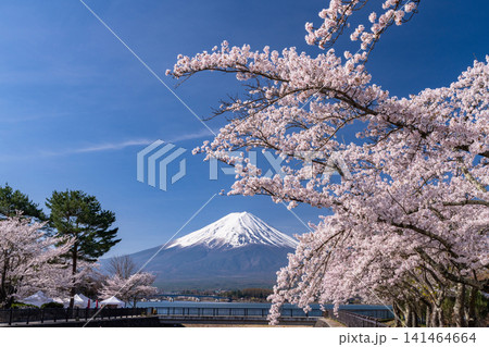 河口湖湖畔に咲く満開の桜と富士山の春風景 河口湖湖畔に咲く満開の桜と富士山の春風景 141464664