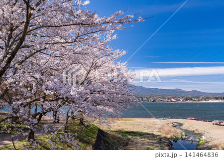河口湖湖畔に咲く満開の桜と春の風景 河口湖湖畔に咲く満開の桜と春の風景 141464836