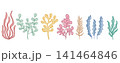 Set of different seaweeds vector graphics 141464846